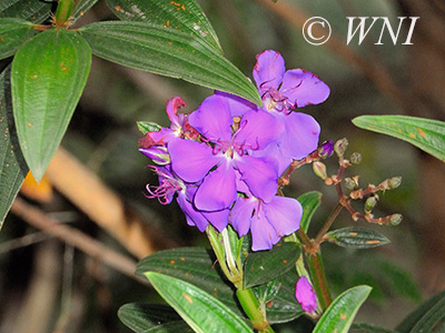 Tibouchina granulosa (Melastomataceae)
